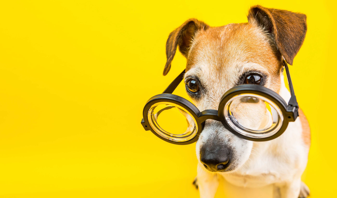 jack russell humorously wearing thick glasses with yellow background